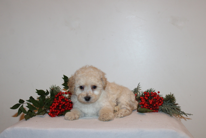 puppy, for, sale, Toy Poodle, Matthew B. Stoltzfus, dog, breeder, Gap, PA, dog-breeder, puppy-for-sale, forsale, nearby, find, puppyfind, locator, puppylocator, aca